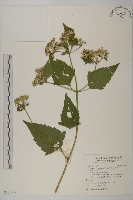 藏品(香澤蘭、飛機草)的圖片