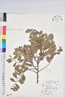 藏品(細葉饅頭果)的圖片