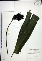 藏品(船子草、船仔草)的圖片