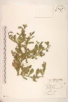 藏品(戴星草)的圖片