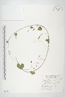 藏品(野牽牛)的圖片