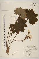 藏品(臺灣山菊)的圖片