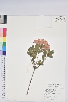 藏品(唐杜鵑、大屯杜鵑、中原氏杜鵑)的圖片