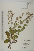 藏品(生毛將軍)的圖片