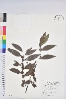 藏品(披針葉饅頭果)的圖片