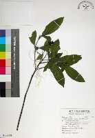 藏品(薄葉玉心花)的圖片