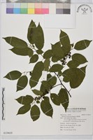 藏品(桶鉤藤)的圖片