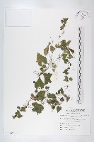 藏品(黑果馬交兒)的圖片