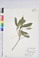 藏品(臺灣土沉香)的圖片