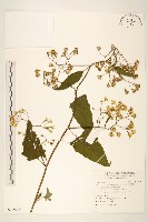 藏品(蔓黃菀)的圖片