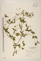 藏品(粗毛小米菊)的圖片