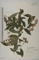 藏品(大頭艾納香)的圖片