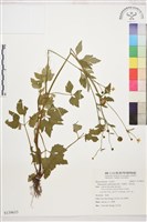 藏品(水辣菜、禺毛茛)的圖片