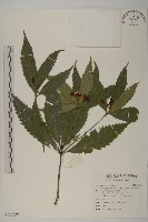 藏品(草珊瑚、紅果金粟蘭)的圖片