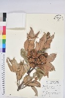 藏品(星刺栲、羅浮錐)的圖片