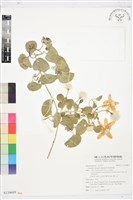 藏品(屏東鐵線蓮)的圖片