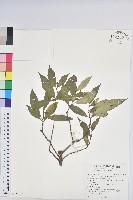 藏品(臺灣土沉香)的圖片