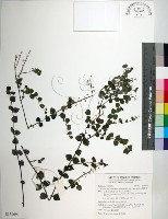 藏品(南台灣黃芩)的圖片