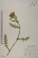 藏品(雞觴刺、島薊)的圖片