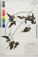 藏品(田村氏鐵線蓮)的圖片