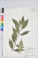 藏品(臺灣土沉香)的圖片