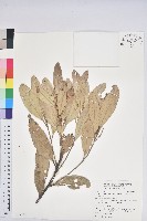 藏品(台灣石櫟)的圖片