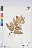 藏品(台灣石櫟)的圖片