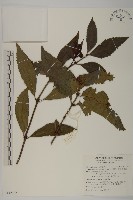 藏品(草珊瑚、紅果金粟蘭)的圖片