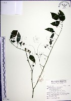 藏品(光果龍葵)的圖片