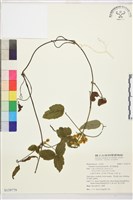 藏品(銹毛鐵線蓮)的圖片