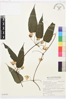 藏品(亨利氏鐵線蓮)的圖片