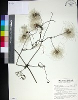 藏品(黃氏鐵線蓮)的圖片