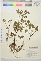 藏品(辣子草、揚子毛茛)的圖片