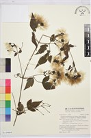 藏品(巴氏鐵線蓮)的圖片