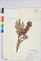 藏品(星刺栲、羅浮錐)的圖片