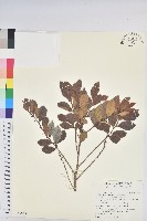 藏品(細葉饅頭果)的圖片