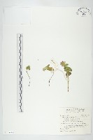 藏品(穗花八寶)的圖片