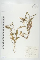 藏品(彎果黃菫)的圖片