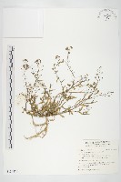 藏品(薺)的圖片