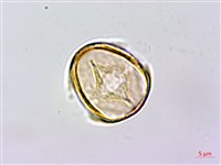 藏品(虎婆刺)的圖片