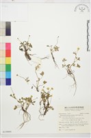 藏品(蓬萊毛茛)的圖片