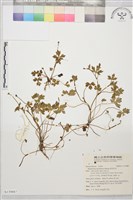 藏品(鹿場毛茛)的圖片