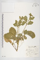 藏品(山芥菜)的圖片