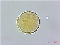 藏品(玉山櫻草)的圖片