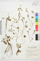 藏品(高山毛茛、檜林毛茛)的圖片