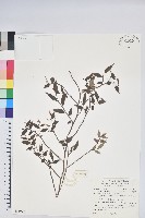 藏品(毛蕊花)的圖片