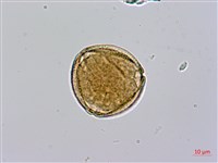 藏品(皺葉酸模)的圖片