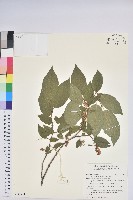 藏品(南燭)的圖片