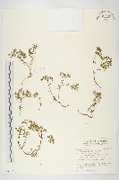 藏品(珠芽佛甲草)的圖片