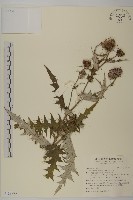 藏品(細川氏薊)的圖片